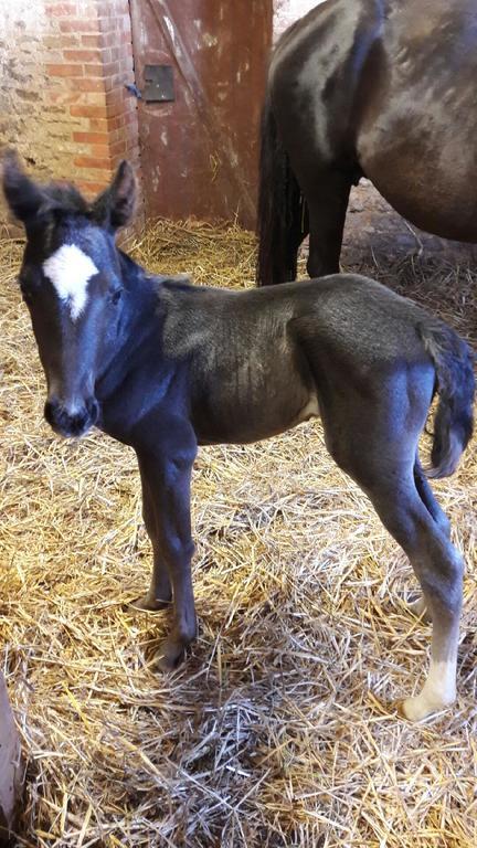 מלון Gandelain Au Fer A Cheval מראה חיצוני תמונה